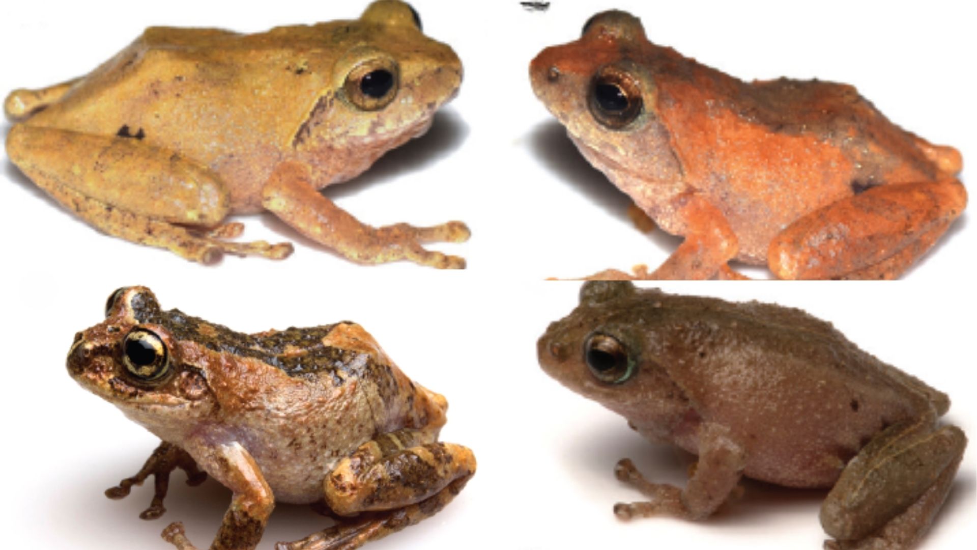 List of bush frogs of Northeast India gets revised, 13 new species identified