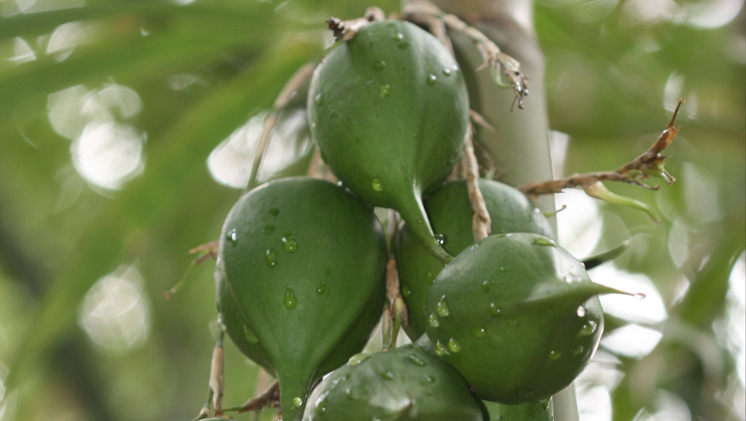 বাঁহ গছৰ ফলটোৰ ভিতৰত কি আছে?
