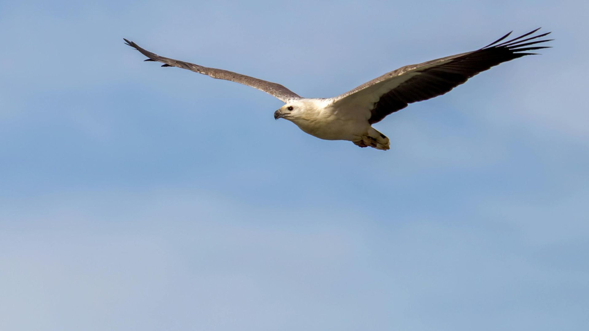 Artificial ‘ecological traps’ are decimating eagle populations on the Odisha coast