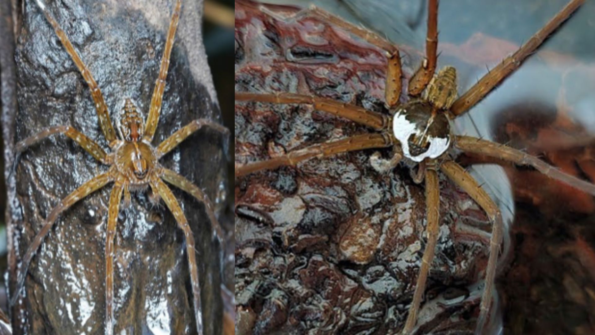India’s first 'Raft Spider' discovered hunting in Western Ghats streams
