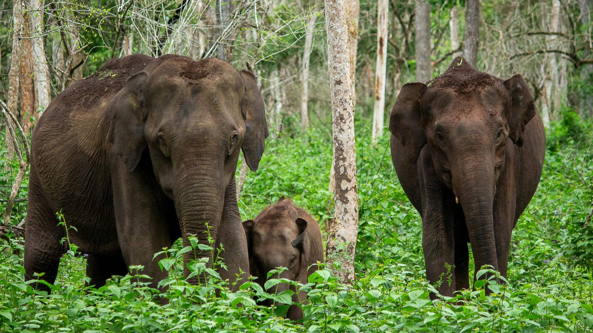 To browse or graze: New study challenges assumptions about Asian elephant nutrition