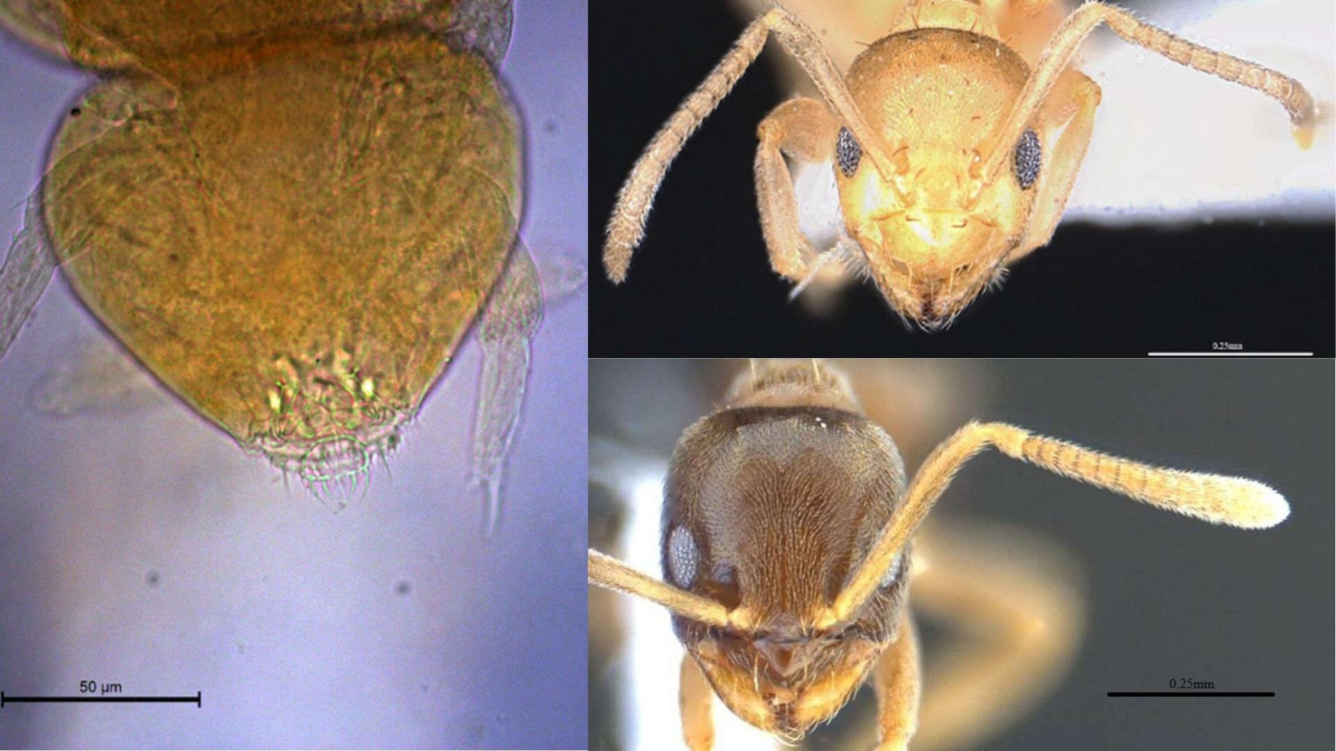 Himalayan soil yields tiny surprises: Researchers discover three new species in Northeast India