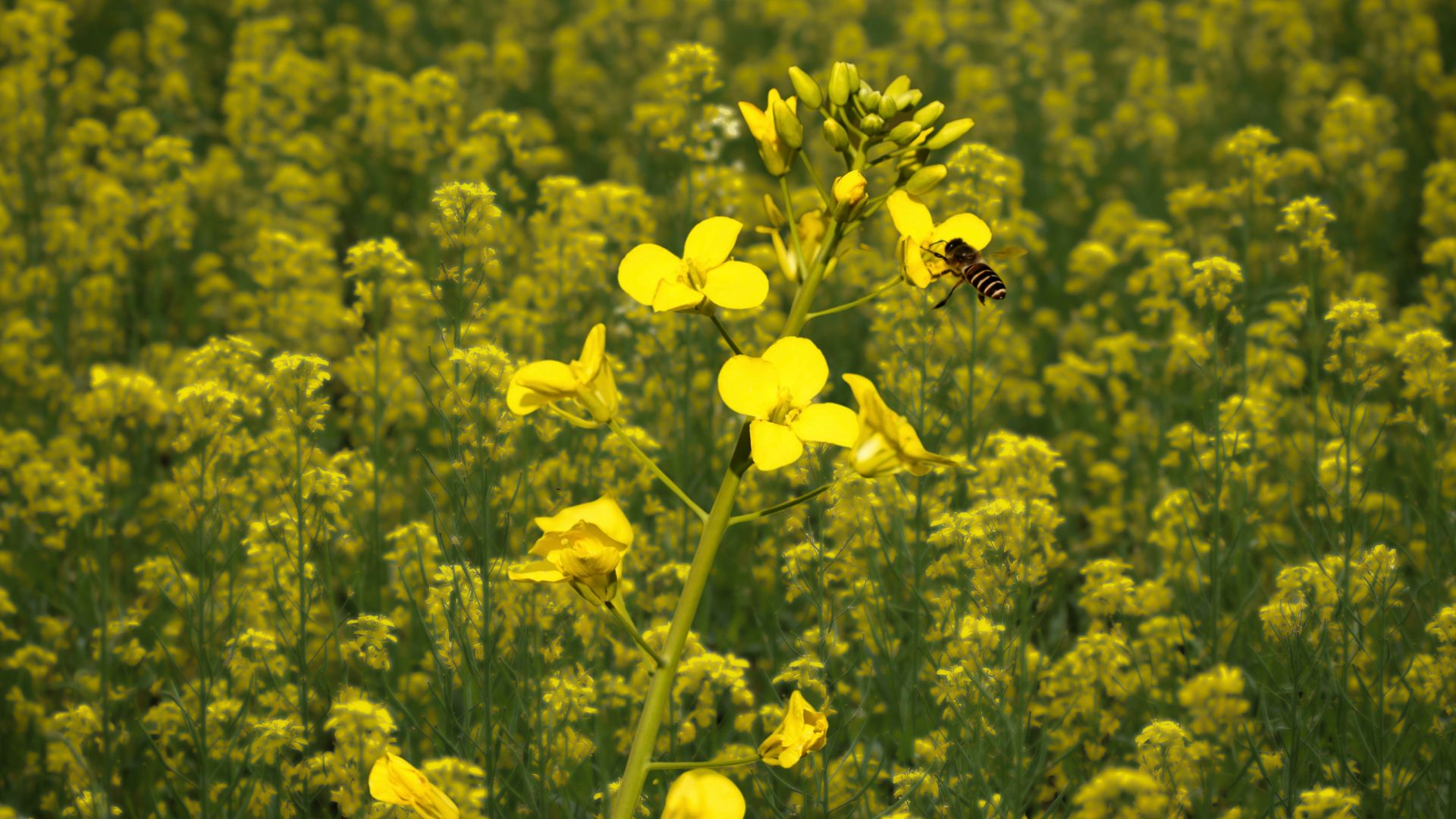 The Indian mustard alters its internal architecture to fight water stress, finds new study