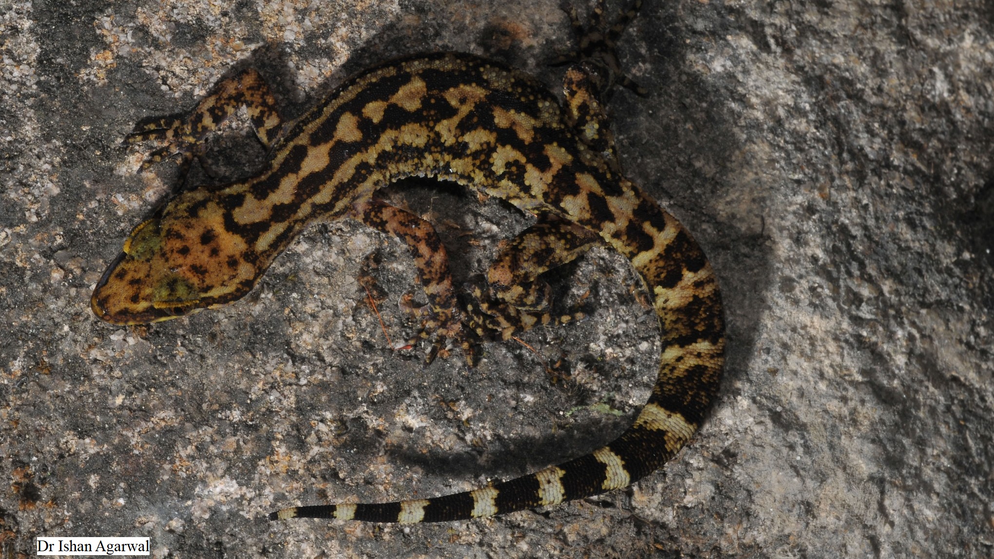It’s raining geckos in the Northeast