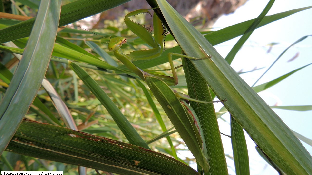 The fishing skills of the praying mantis
