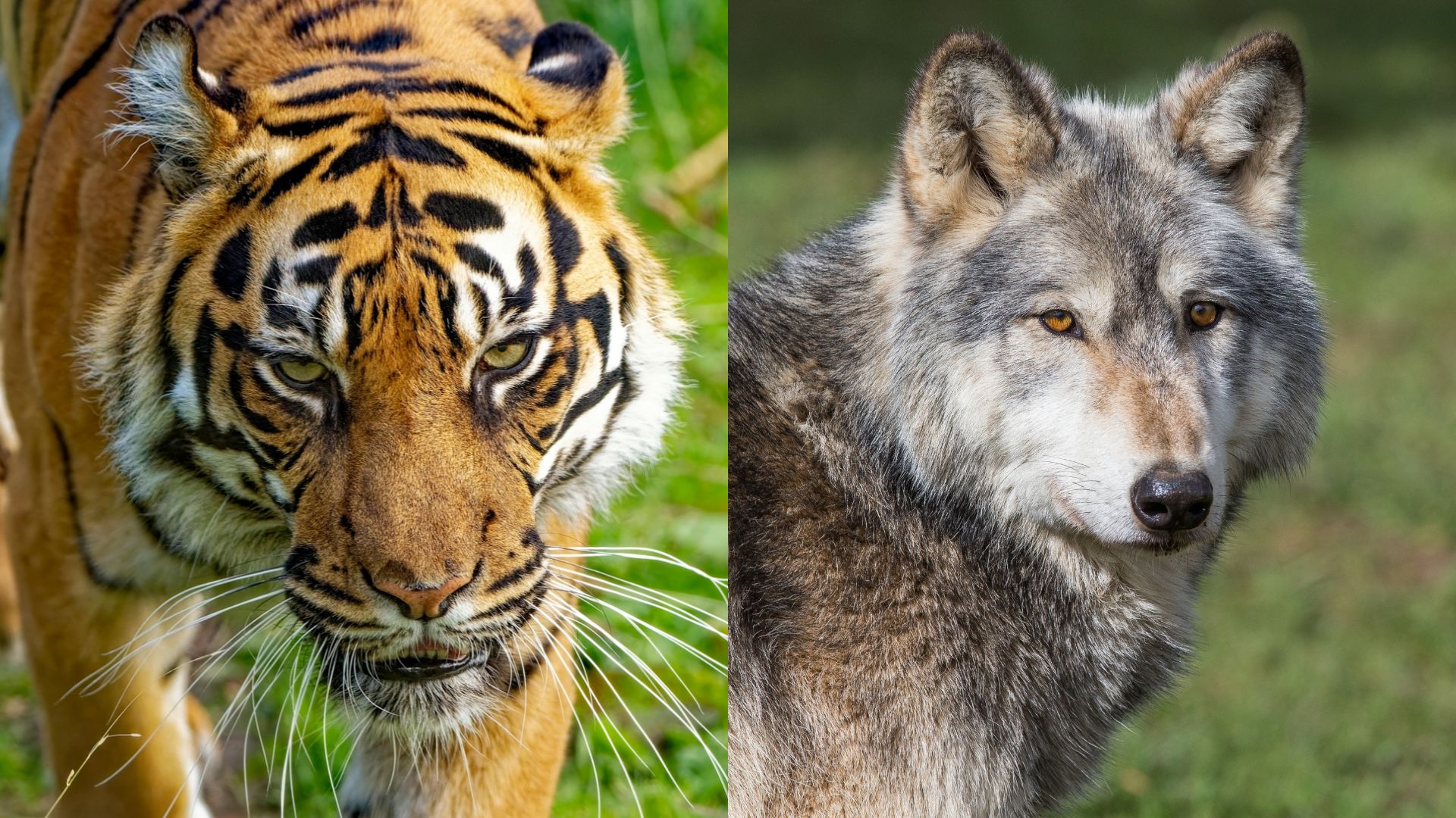 Claws, laws and guns: Why culture trumps biology in wildlife conflict management