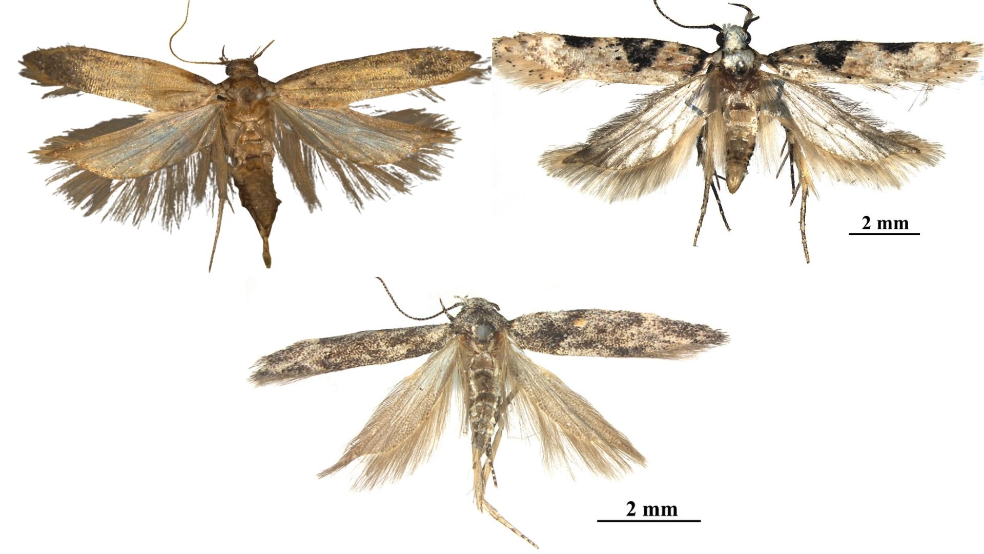 ICAR-IARI researchers discover three new moth species in the Indian Himalayas