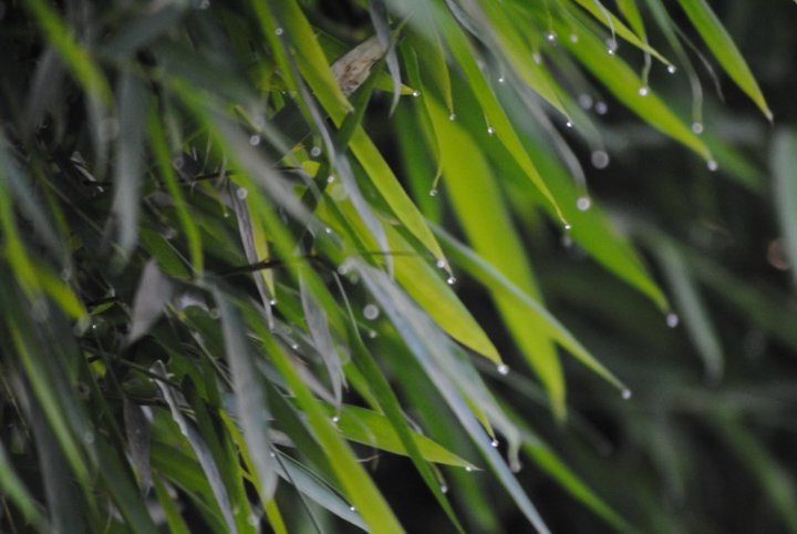 Scientists differentiate Thamnocalamus from Fargesia: Two genera of bamboo