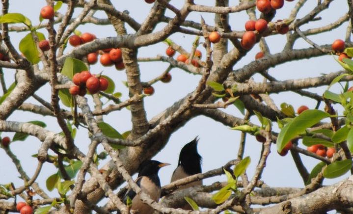 Fig trees save Bengaluru’s green cover!