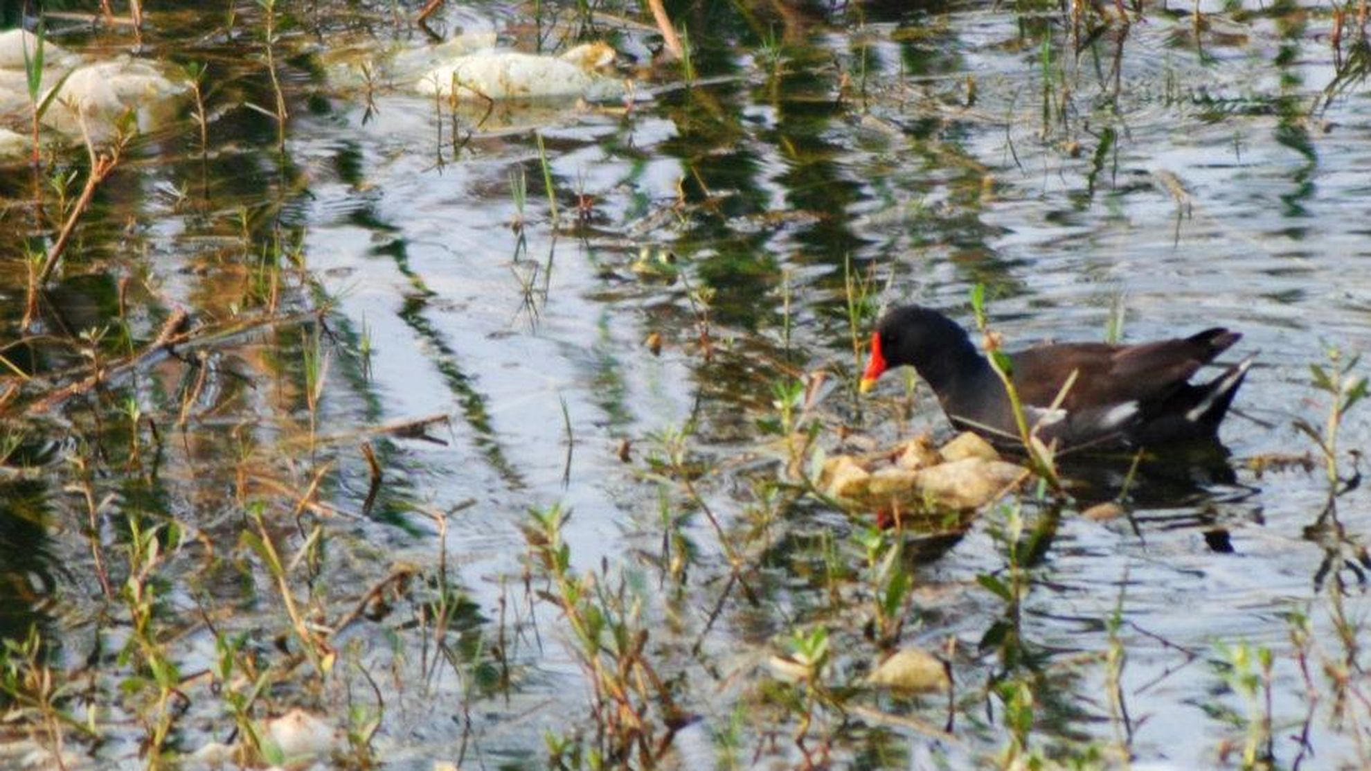 Tracing pollution along the length of Ramganga river