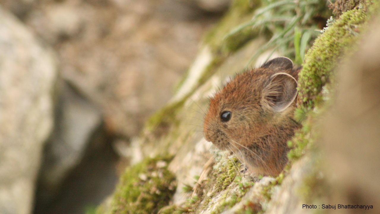 Climate change is driving the pikas of the Himalayas to the edge, finds study