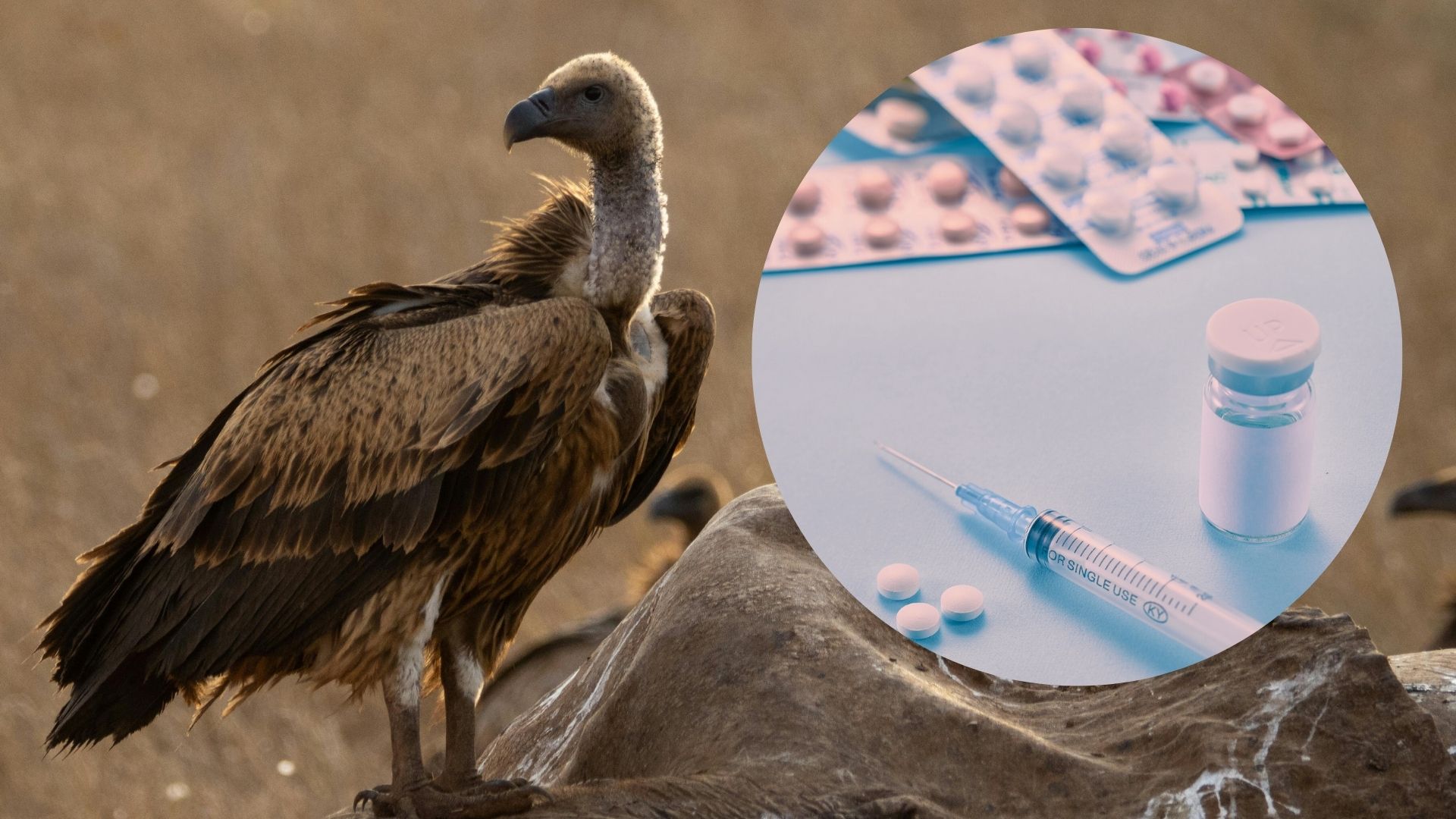 Despite ban, vulture-killing drugs still on the shelves of many pharmacies in South Asia, including India