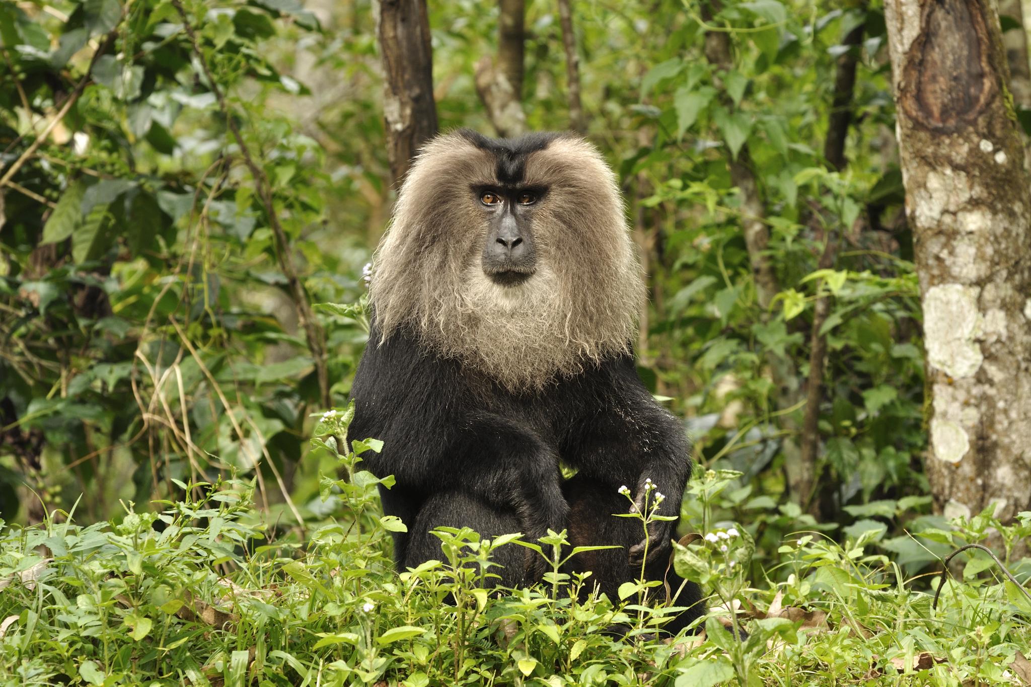 Study sheds light on how India's Lion-Tailed Macaques navigate a changing world