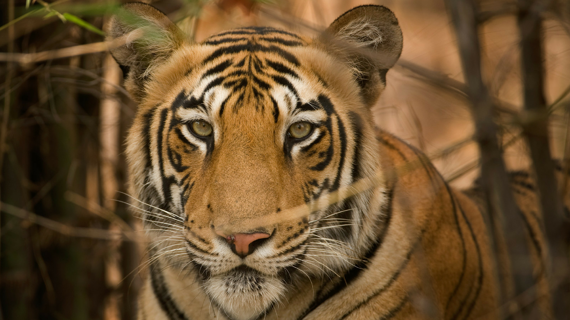 Scientists suggest new conservation priorities for endangered Indian tigers