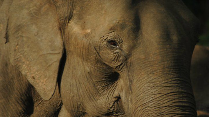 Understanding fatal infections in Asian elephants