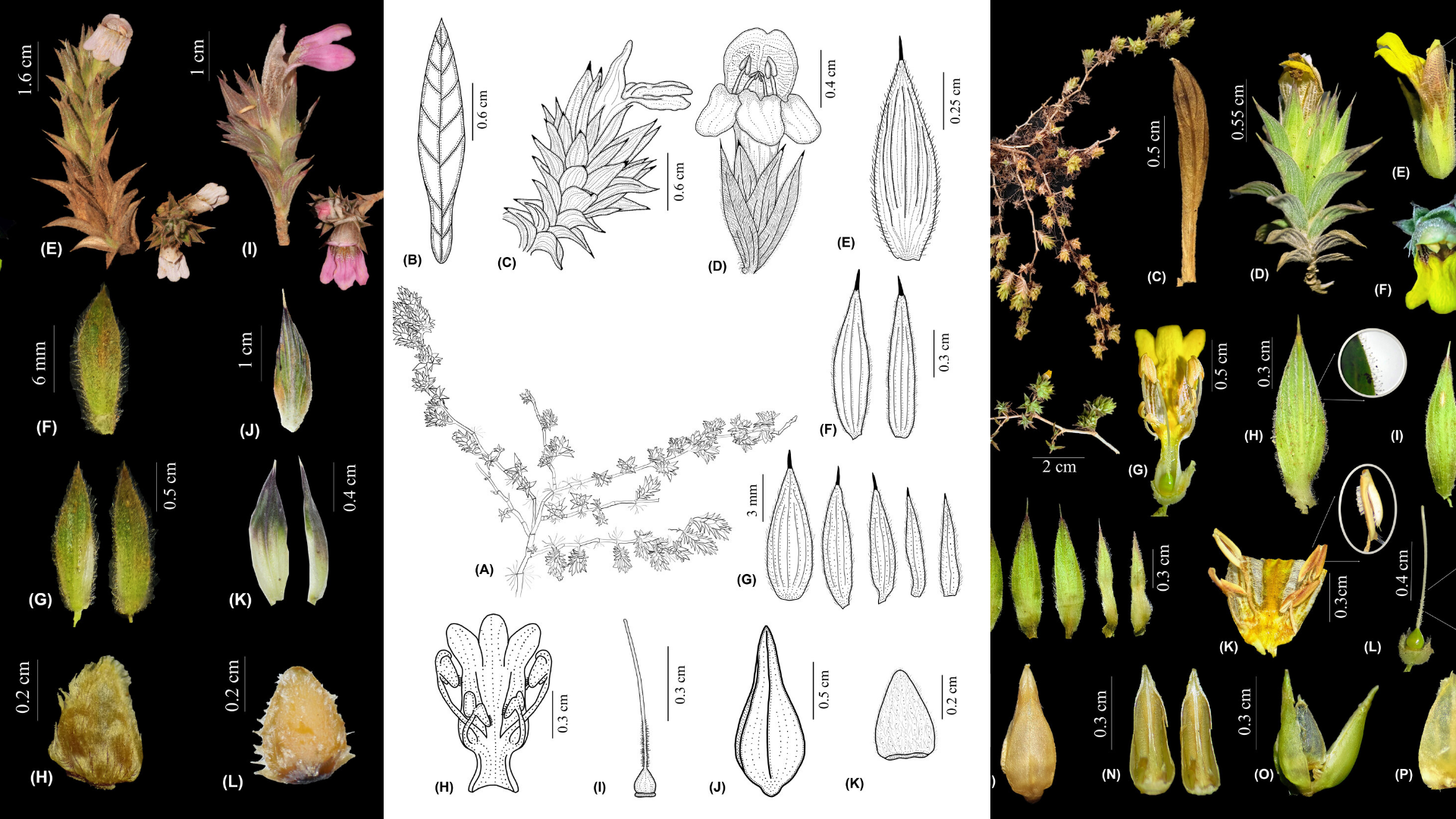 Konkan’s new yellow wildflower: New plant species found in Ratnagiri district