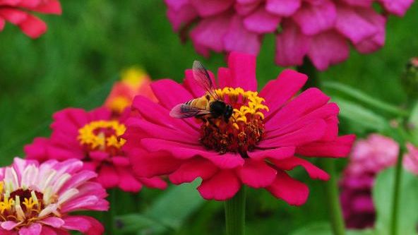 Hey busy bee, which colour do you choose?