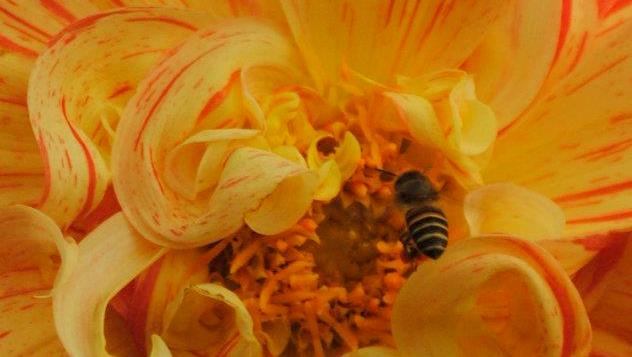 How do bumblebees fly? Study finds out