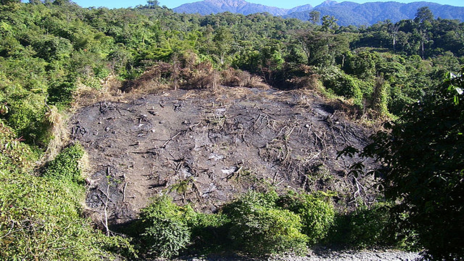 Tree-planting may help forests to recover faster after Jhum cultivation