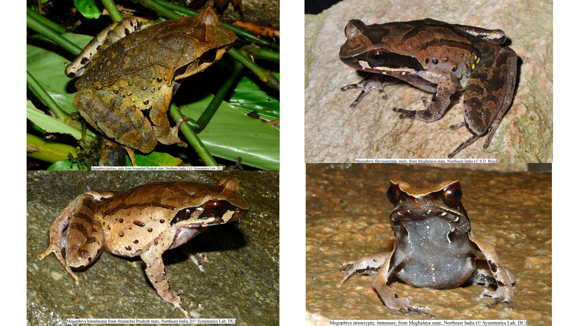 Researchers discover four new species of horned frogs in the Northeast, solve 150 years of identity crisis