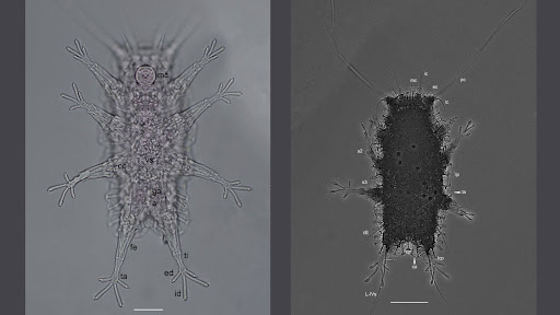 New tardigrade species found in the Bay of Bengal; First one discovered in over four decades