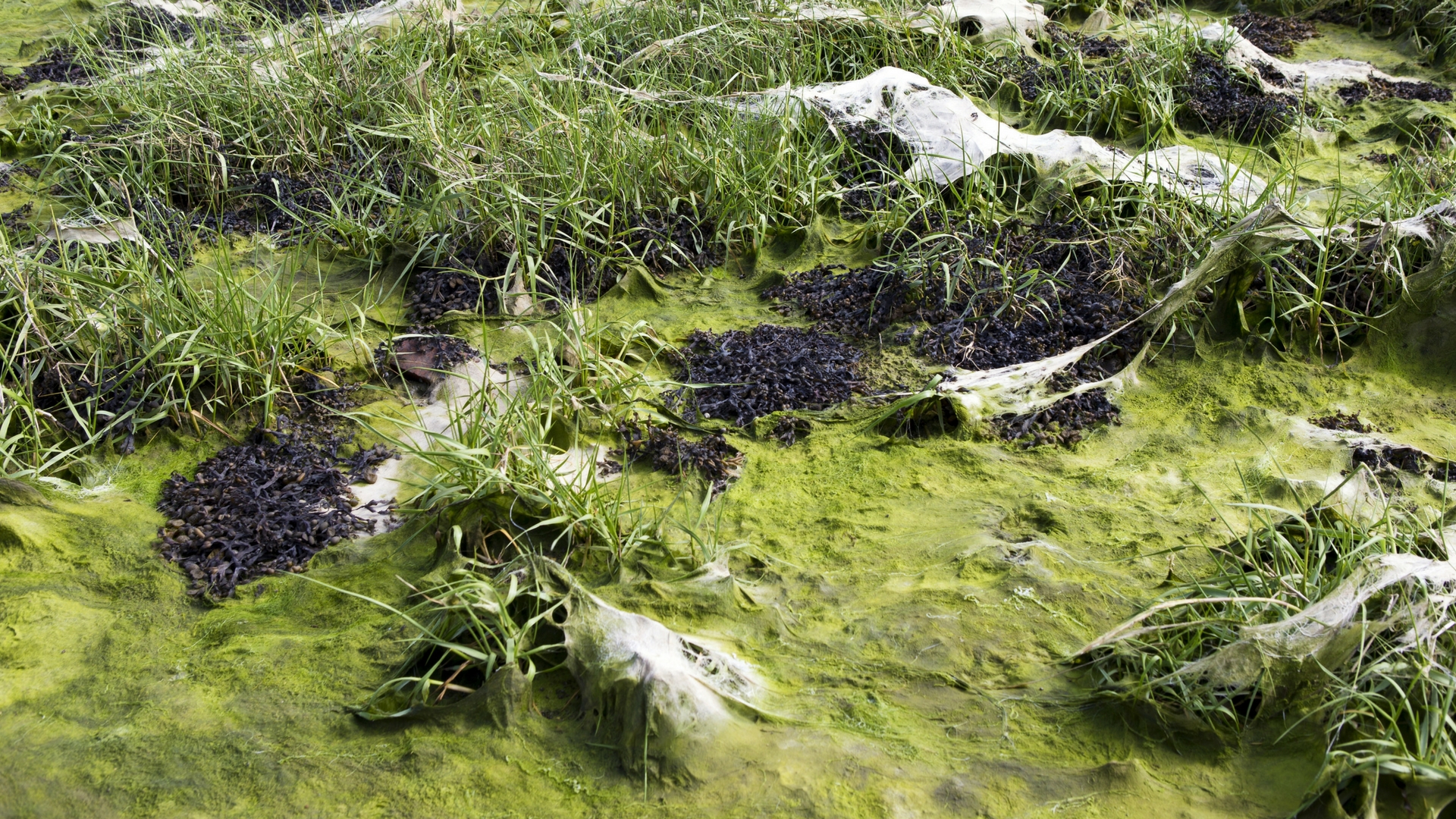 A non-intrusive method for quantity and quality assessment of algae