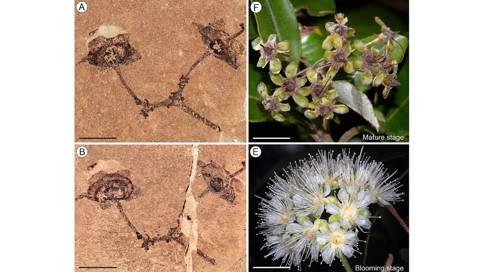 Prehistoric flower fossil discovered in Indian mine reveals a 52-million-year-old link to Australia