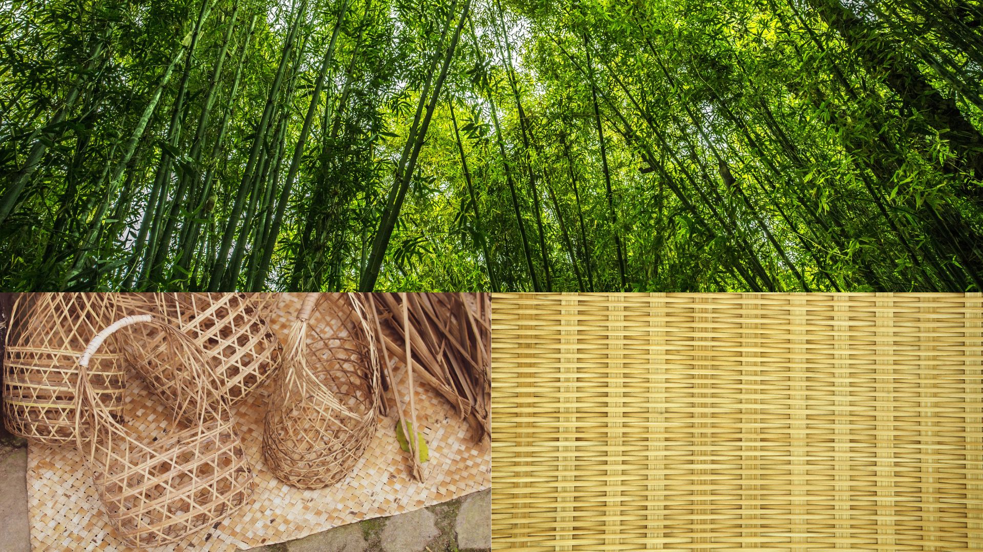 Bamboo Forests: A Climate Ally Shaped by Shifting Cultivation