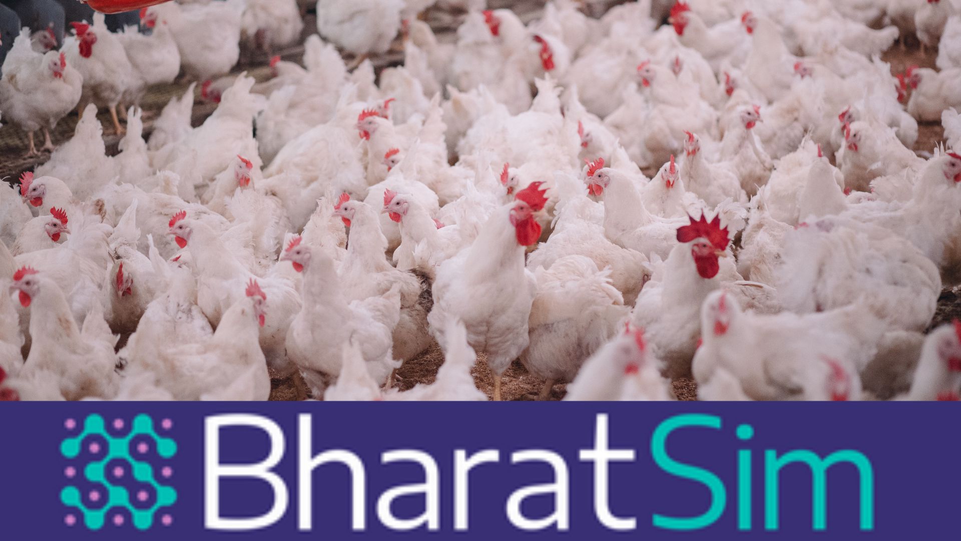 Rapid culling and quarantine are key to containing a bird flu pandemic, shows study