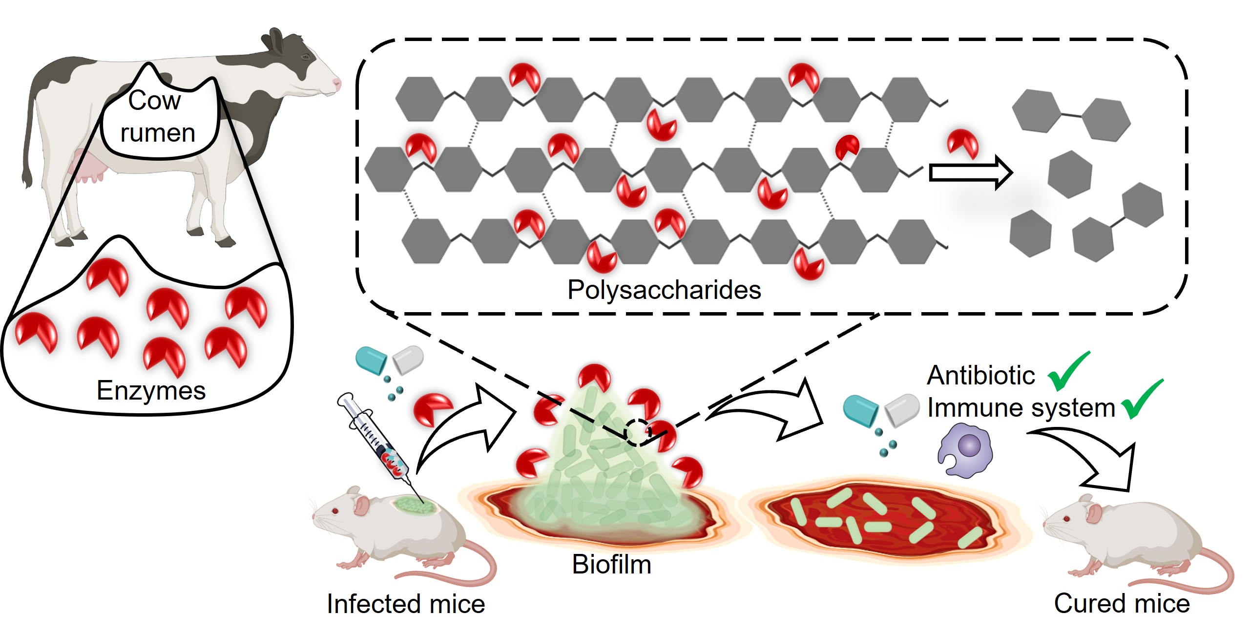 IISc Scientists Unveil Bovine Enzyme that Disrupts Bacterial Biofilms to Combat Infections