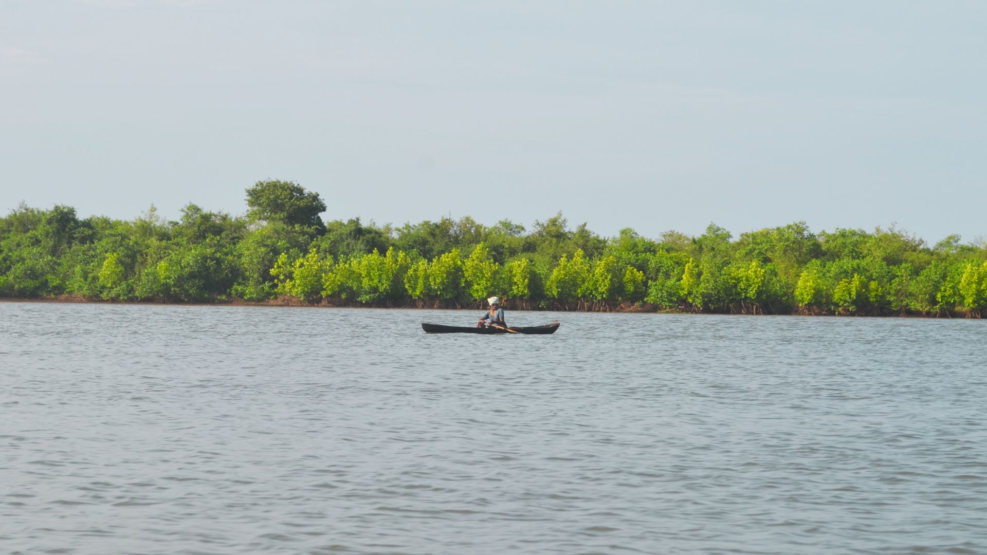 सुनामी आणि किनाऱ्यावरील पुरामुळे होणारी हानी कमी करते किनारी वनस्पतींचे कवच