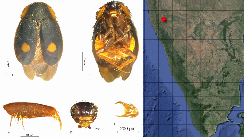 Belagavi resident discovers India's first recorded Euthyrrhapha pacifica cockroach species.