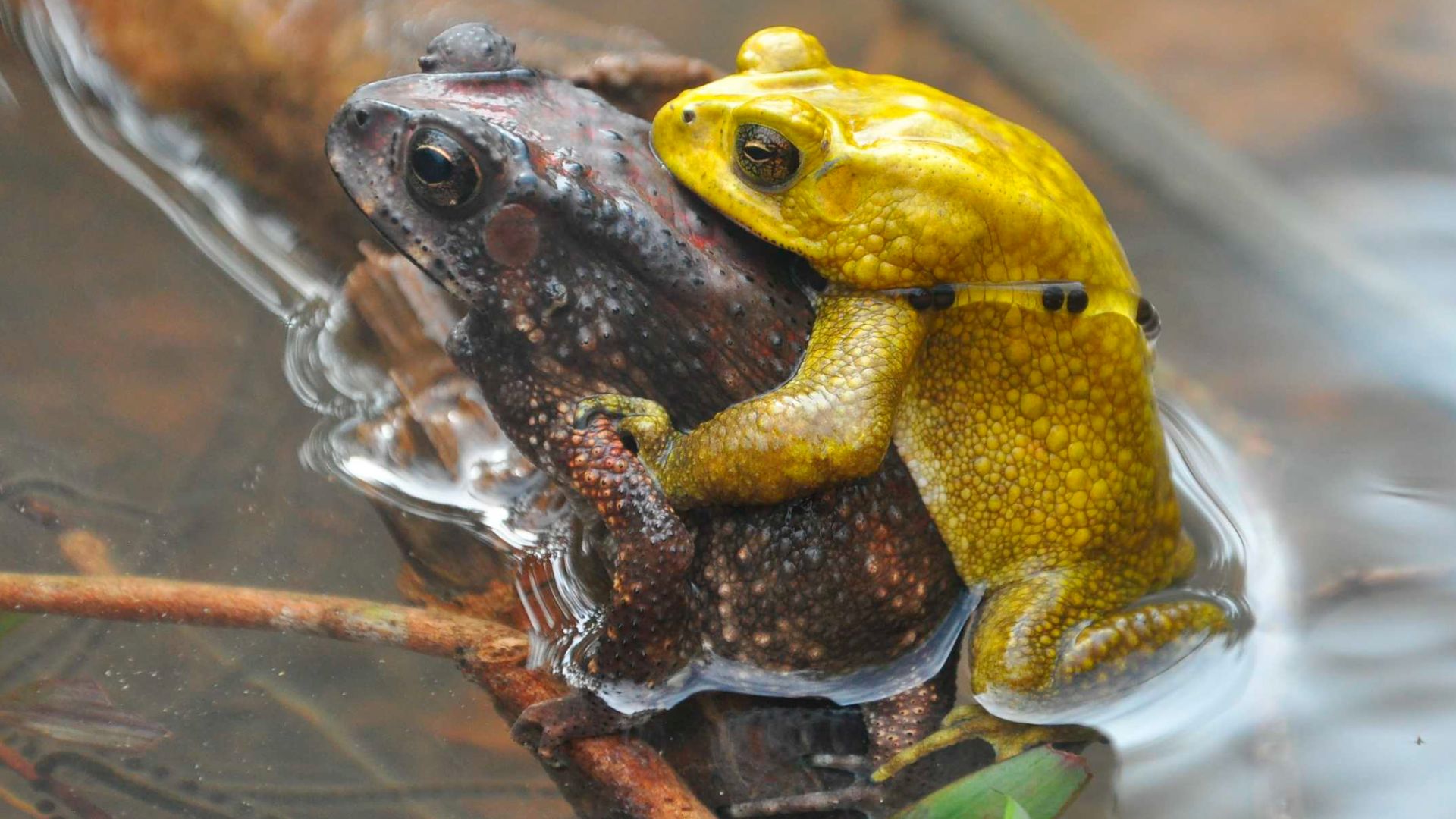 How colour-changing helps male Asian Common Toads avoid other males in a mating frenzy