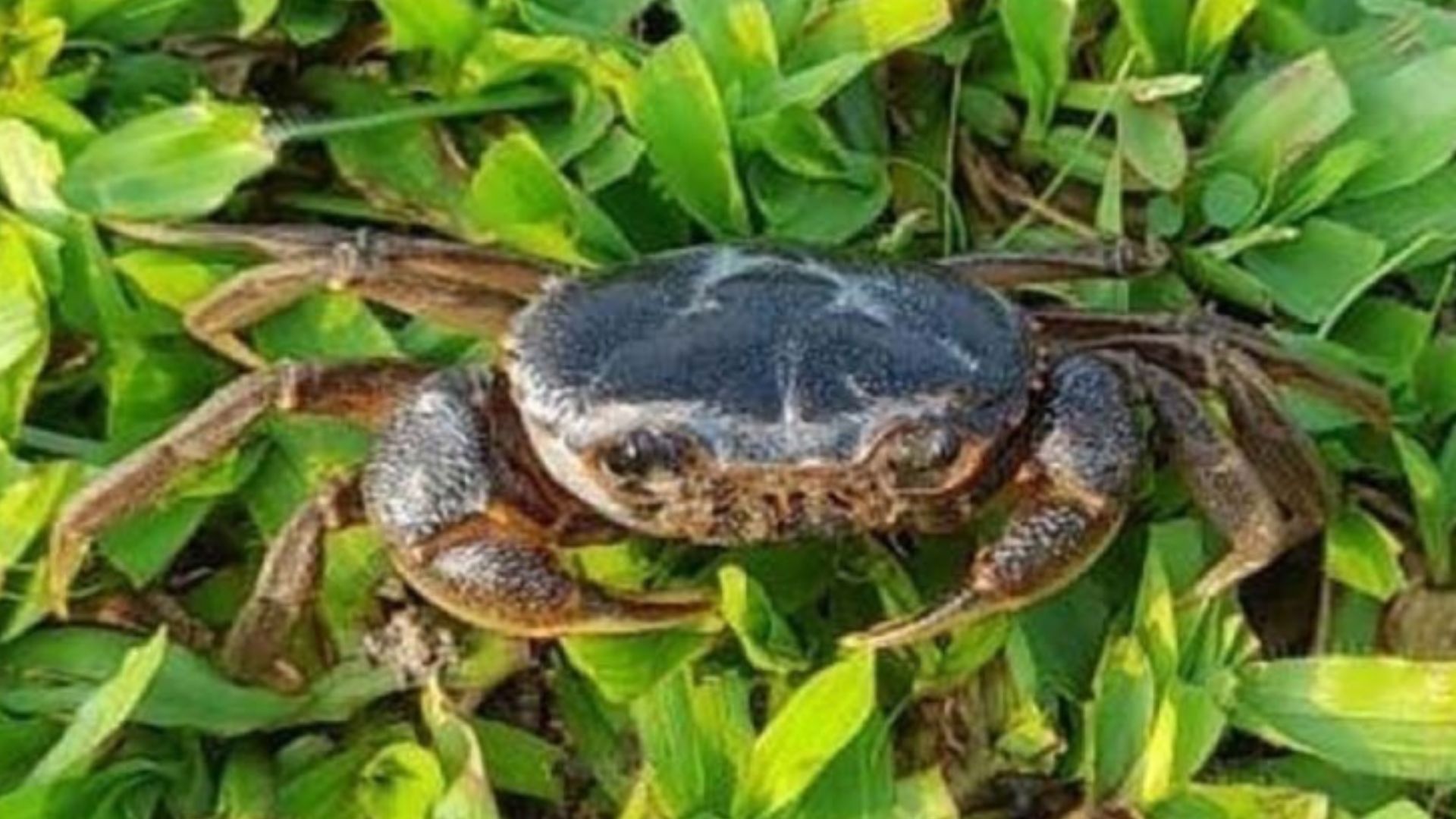 New species of freshwater crab found buried deep under West Bengal’s rice paddy fields