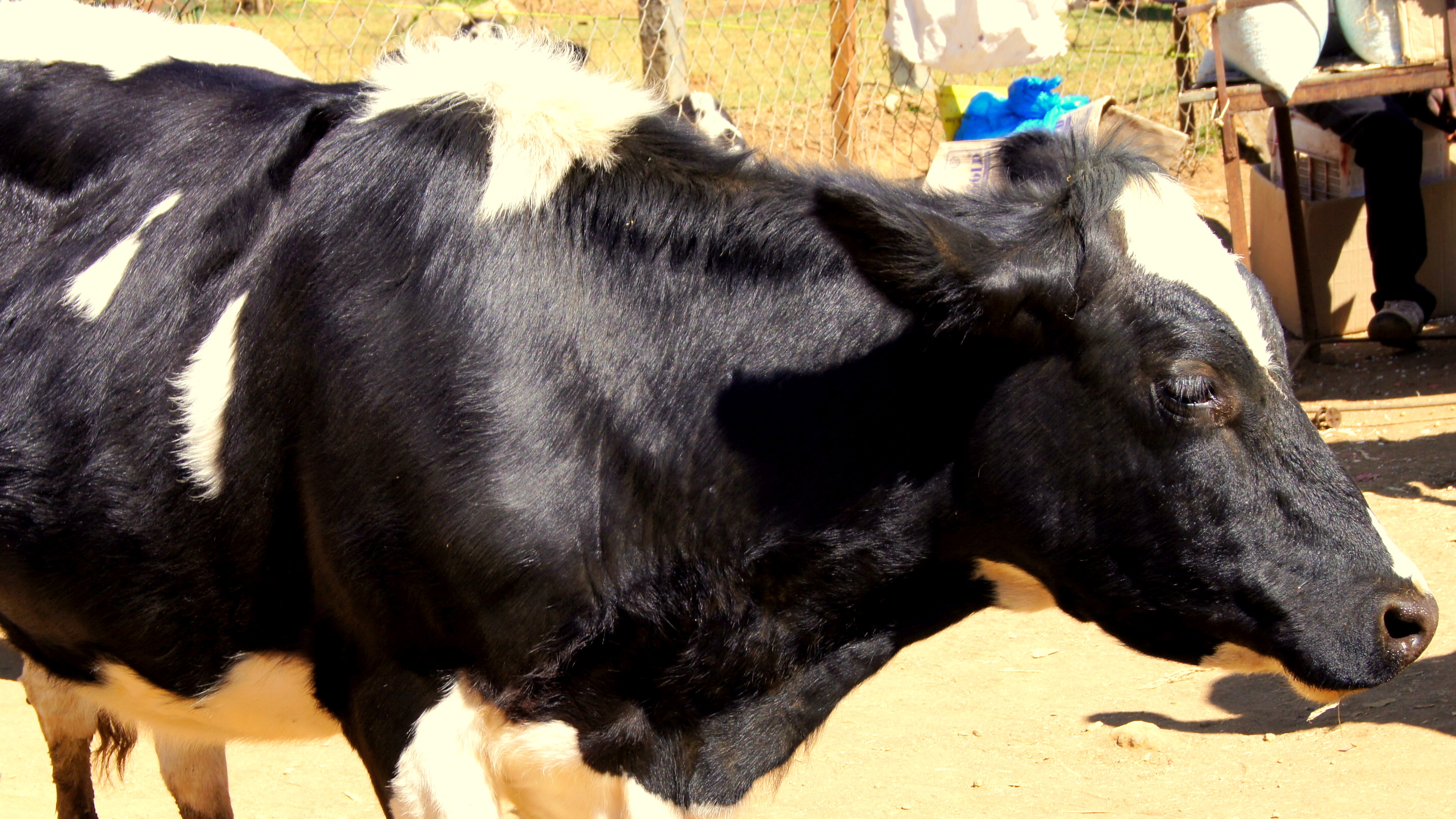 Scientists get to the root of foot and mouth disease