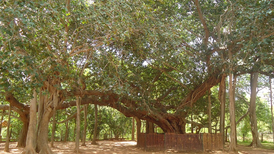 Sacred Groves in the Western Ghats prove vital for forest regeneration, outperforming urban trees