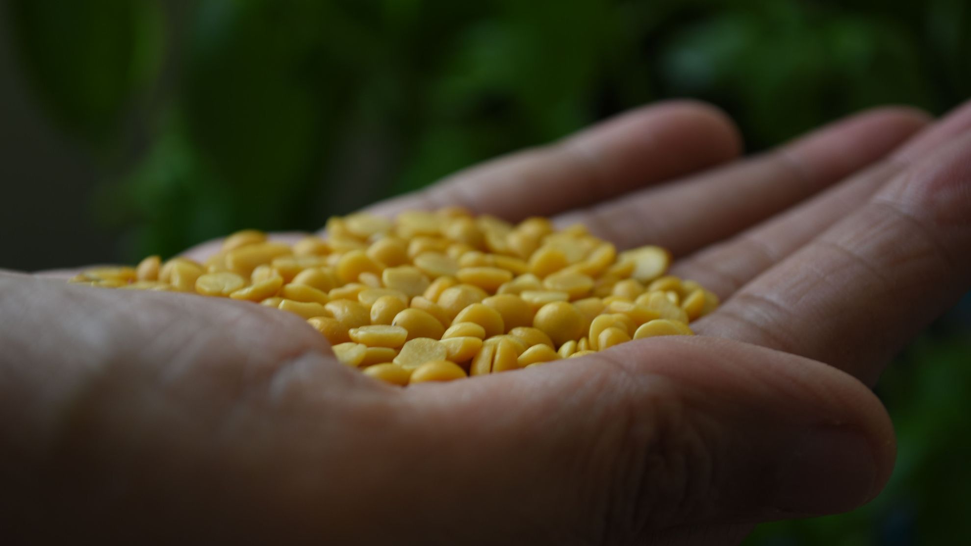 Infection of novel cryptic virus observed in Pigeonpea plant