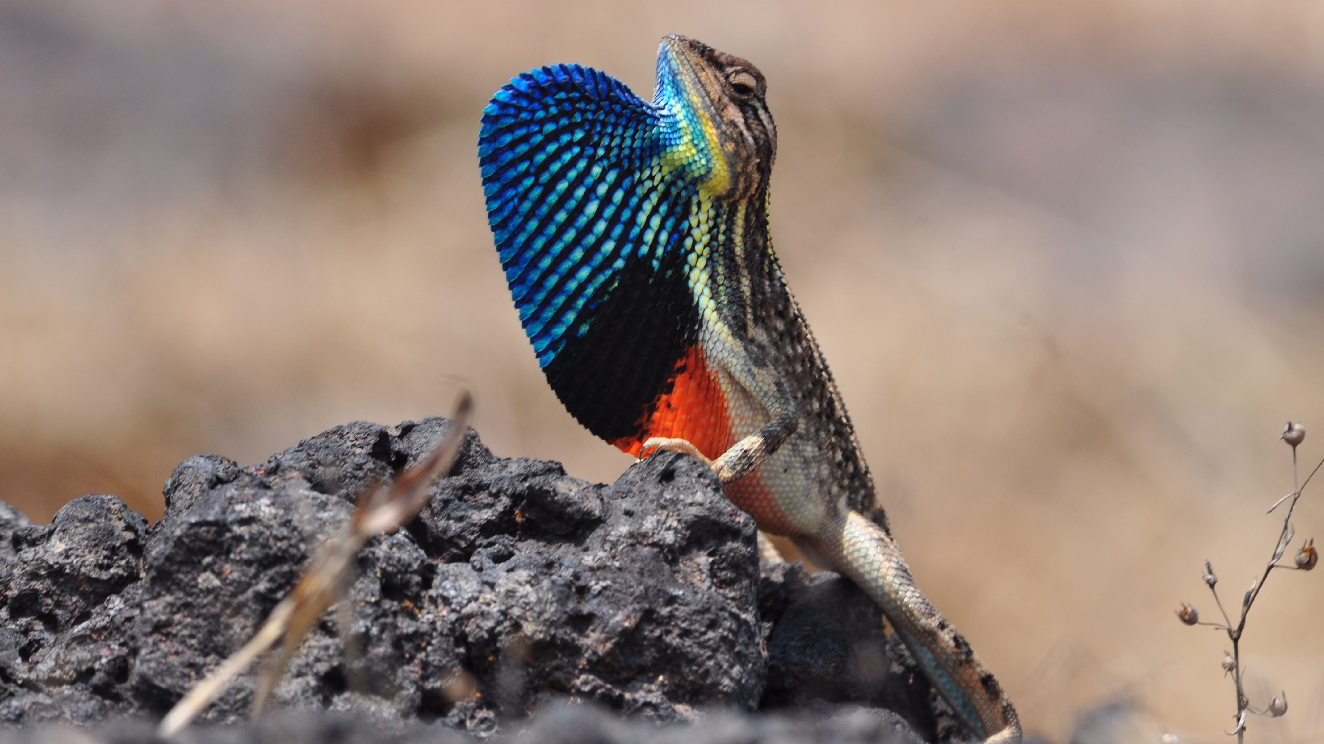 Past climate changes helped diversification of lizards in India, fossils show