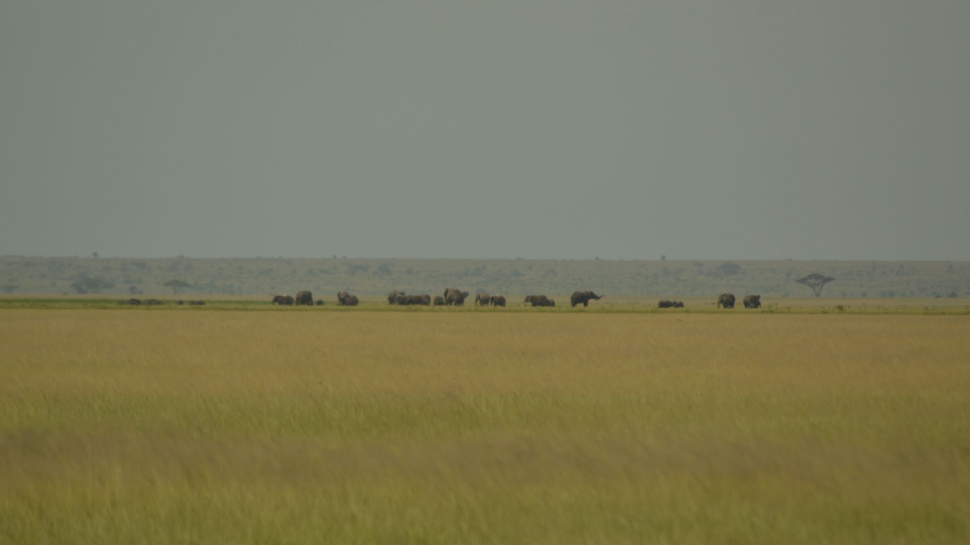 Studying the ‘Critical Slowing Down’ effect to detect transitions in savanna ecosystems of Serengeti-Mara.