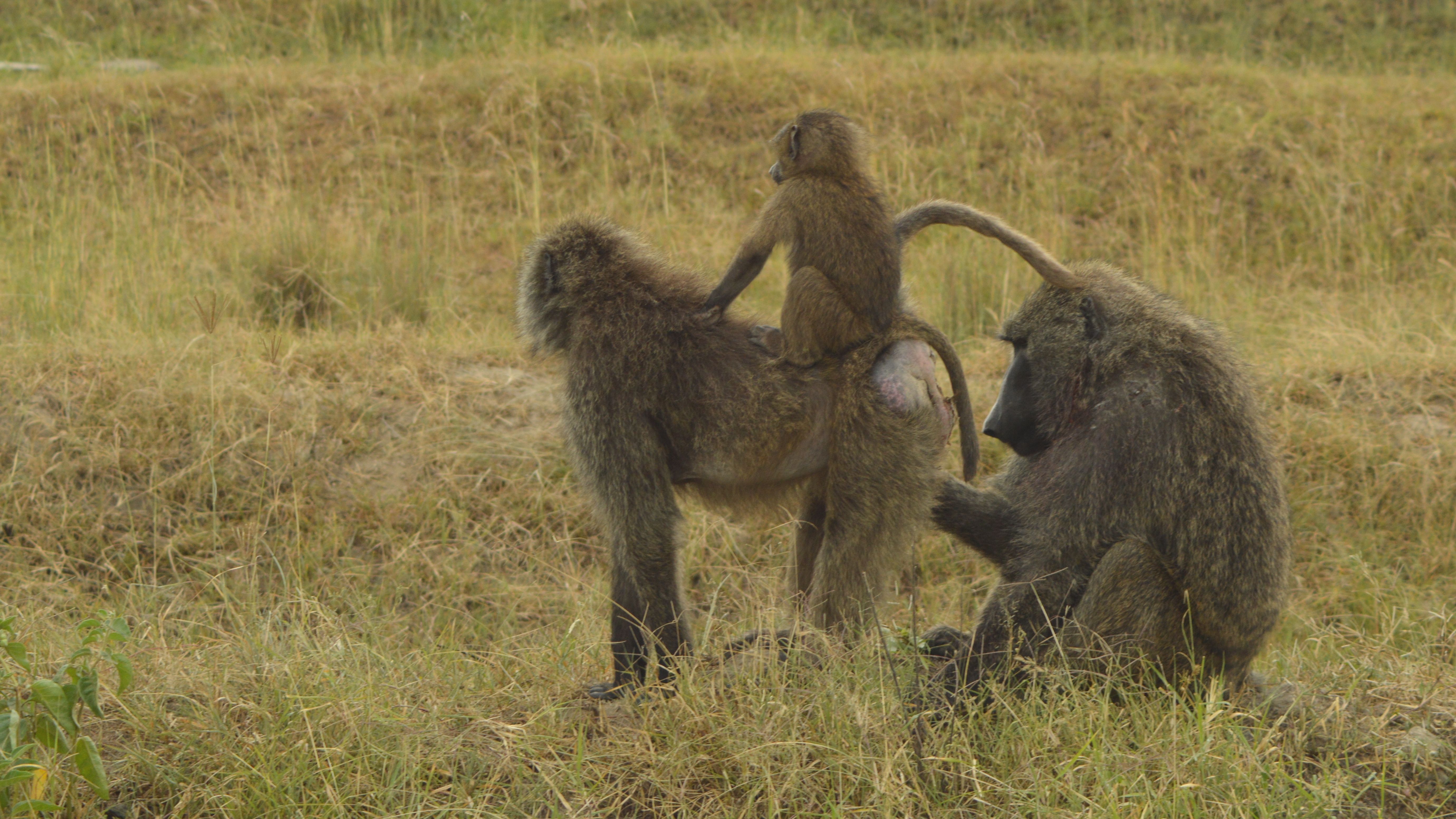 Relationship between sexual selection and mating outside a social group