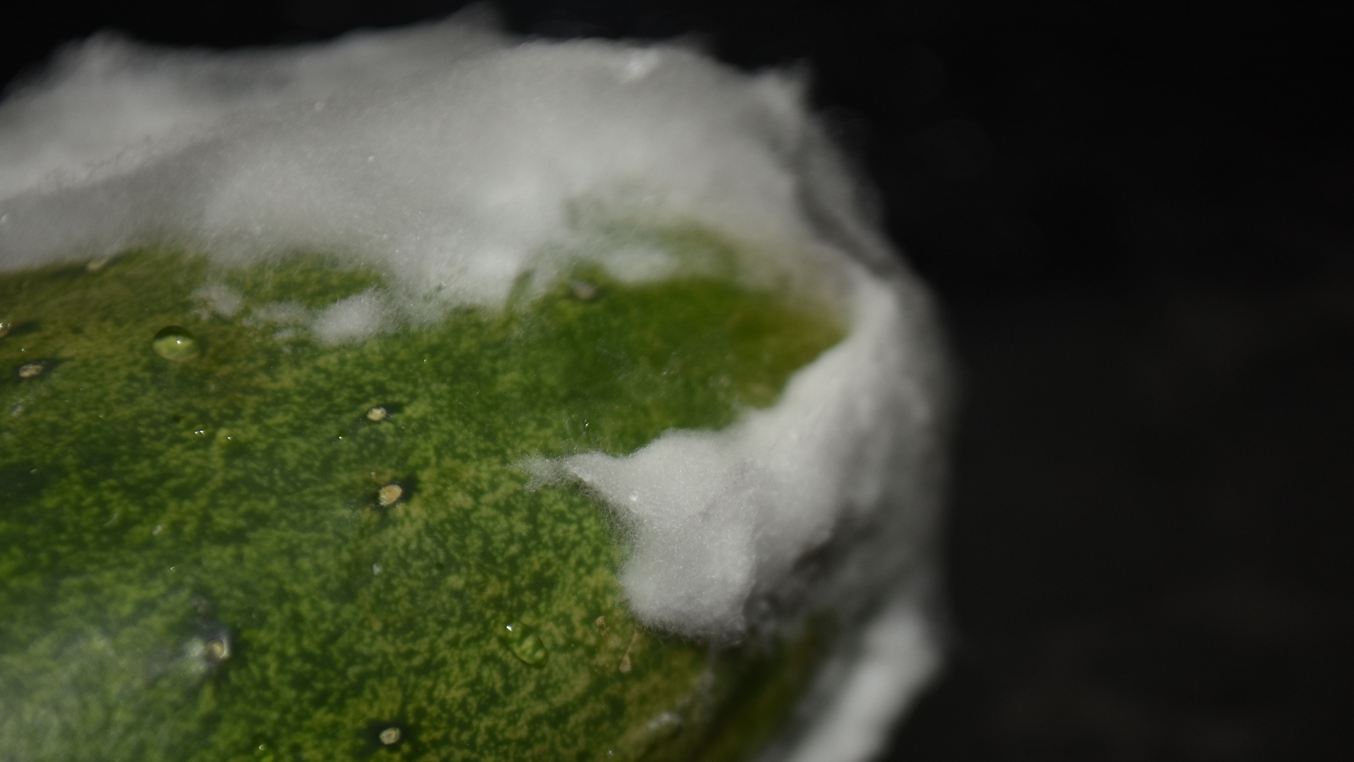 Scientists develop a more efficient and cost-effective strategy for battling fungal infections