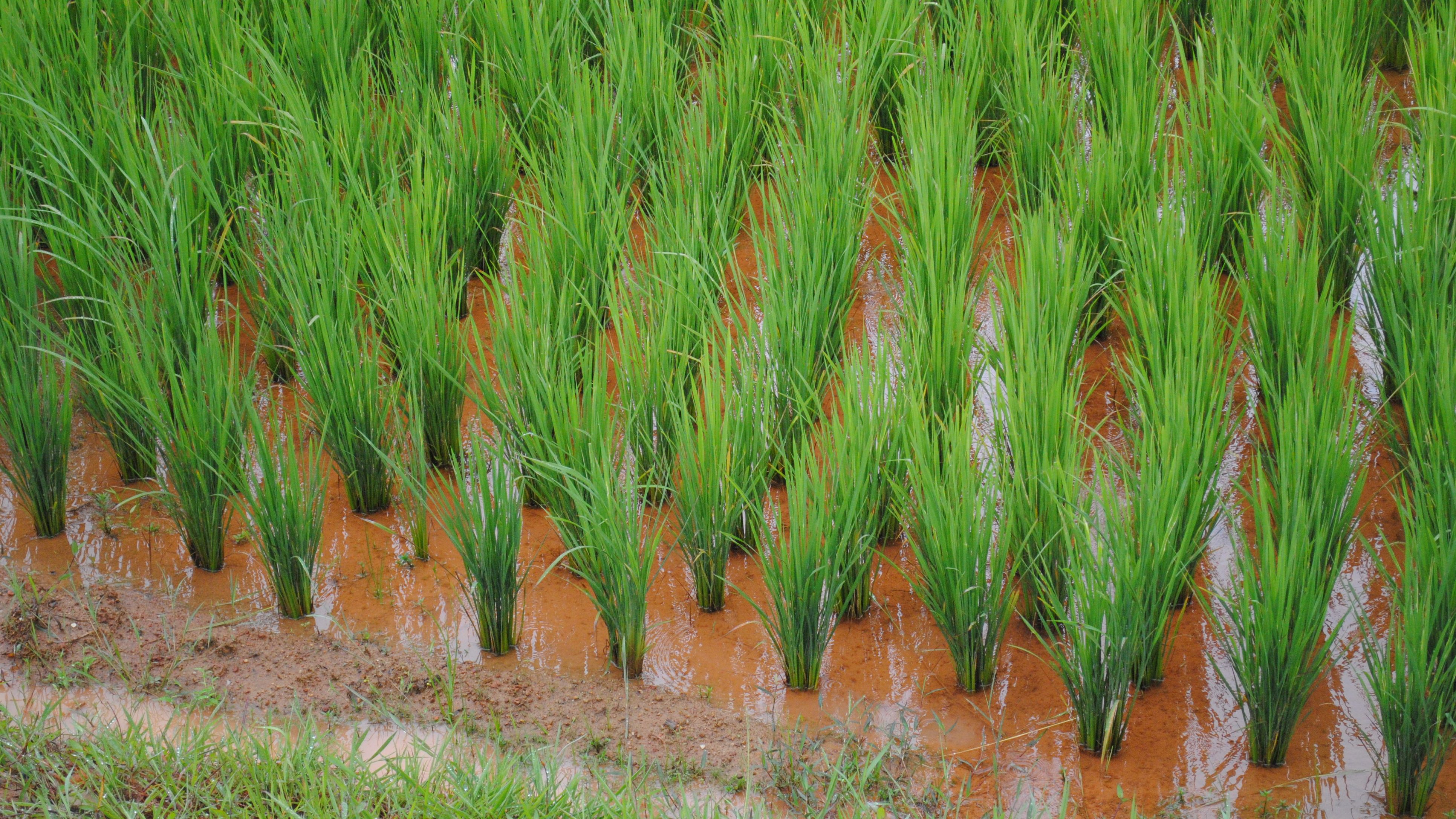 Microbiome of a pest might affect its interaction with rice crops, shows study