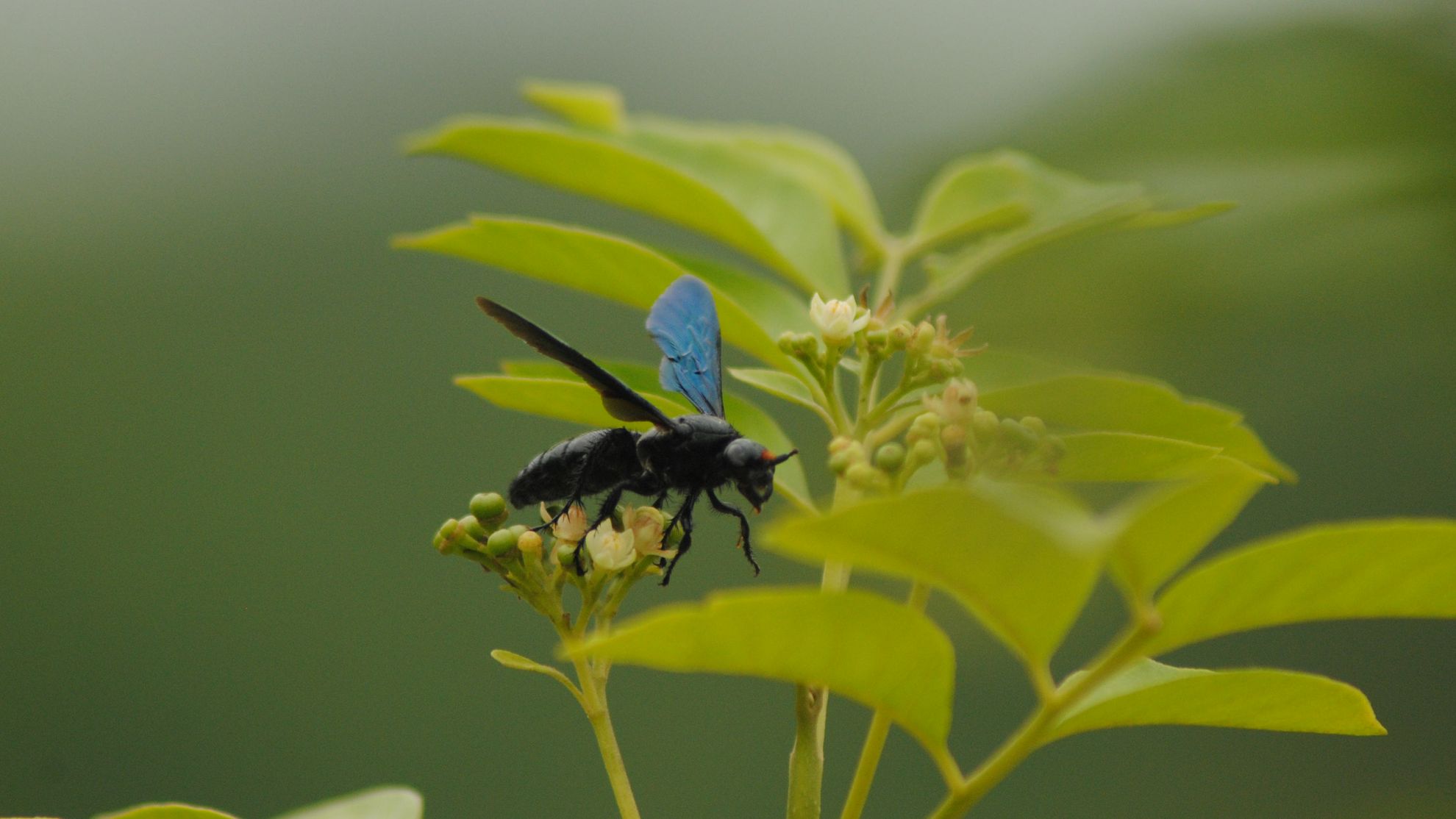 Invasion of the Mind Snatching Wasps!