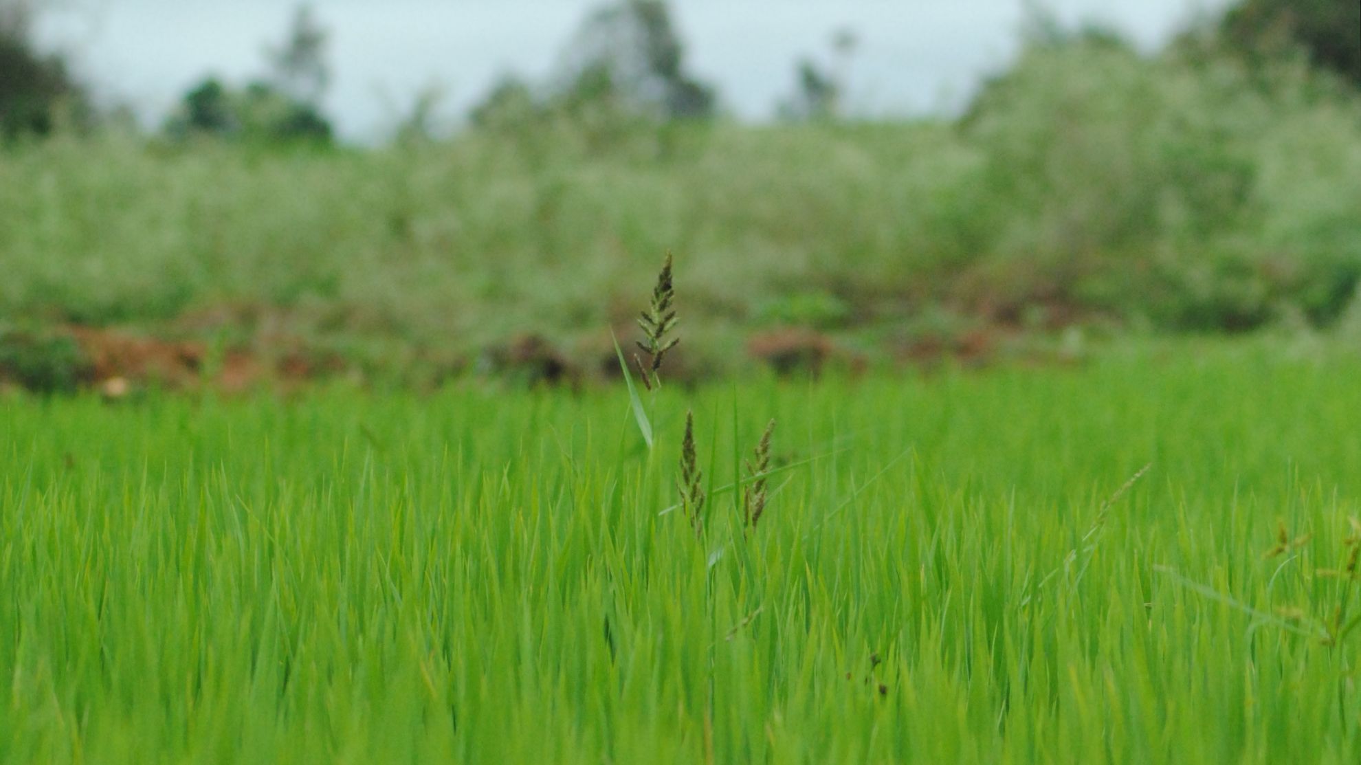 Helping farmers dispose off agricultural residues better