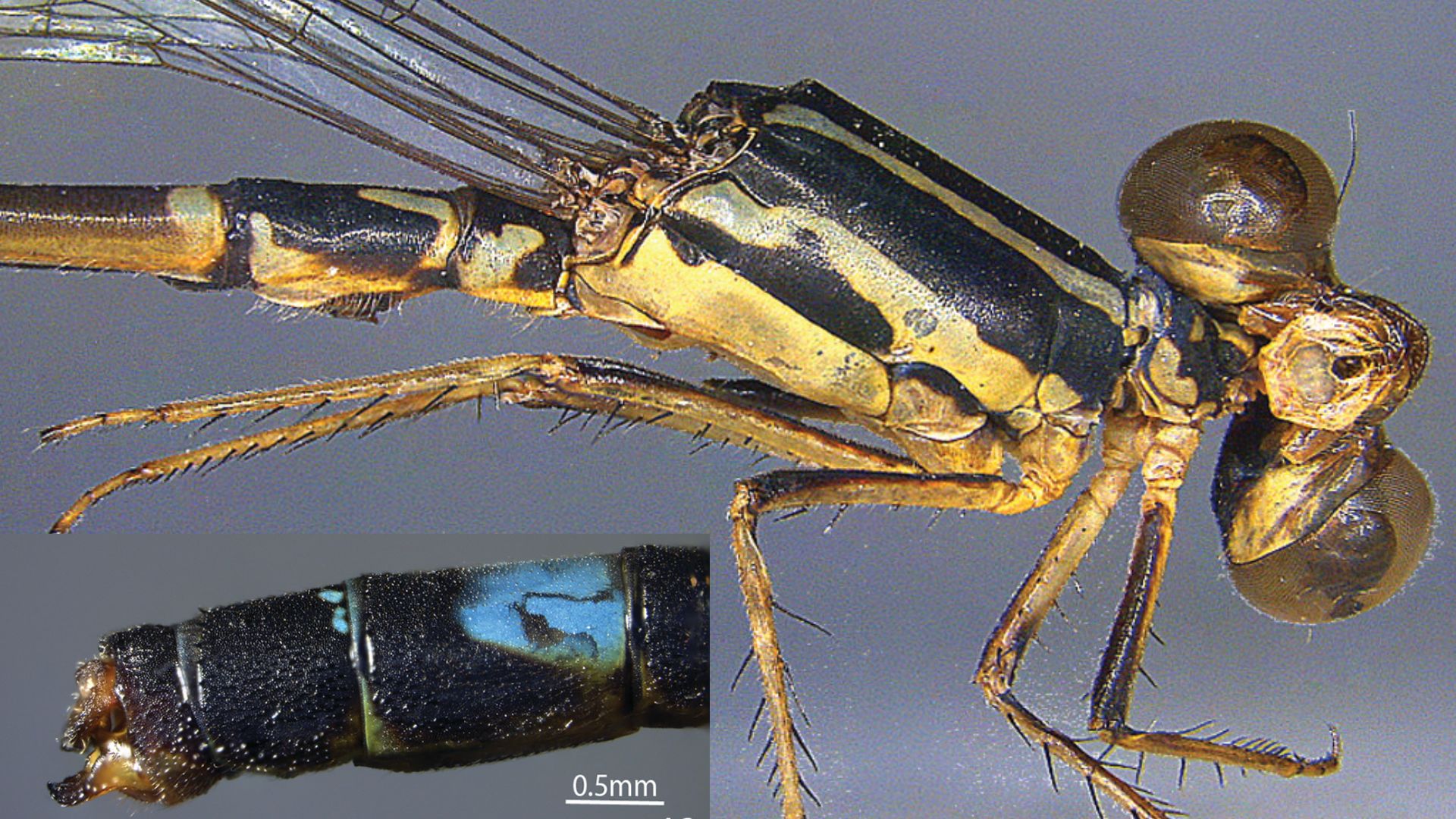 New blue-spotted damselfly discovered in the Andaman Islands