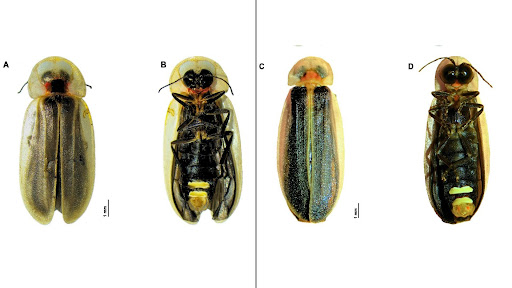 Two new glowing fireflies found in Meghalayan forests; first in over a century
