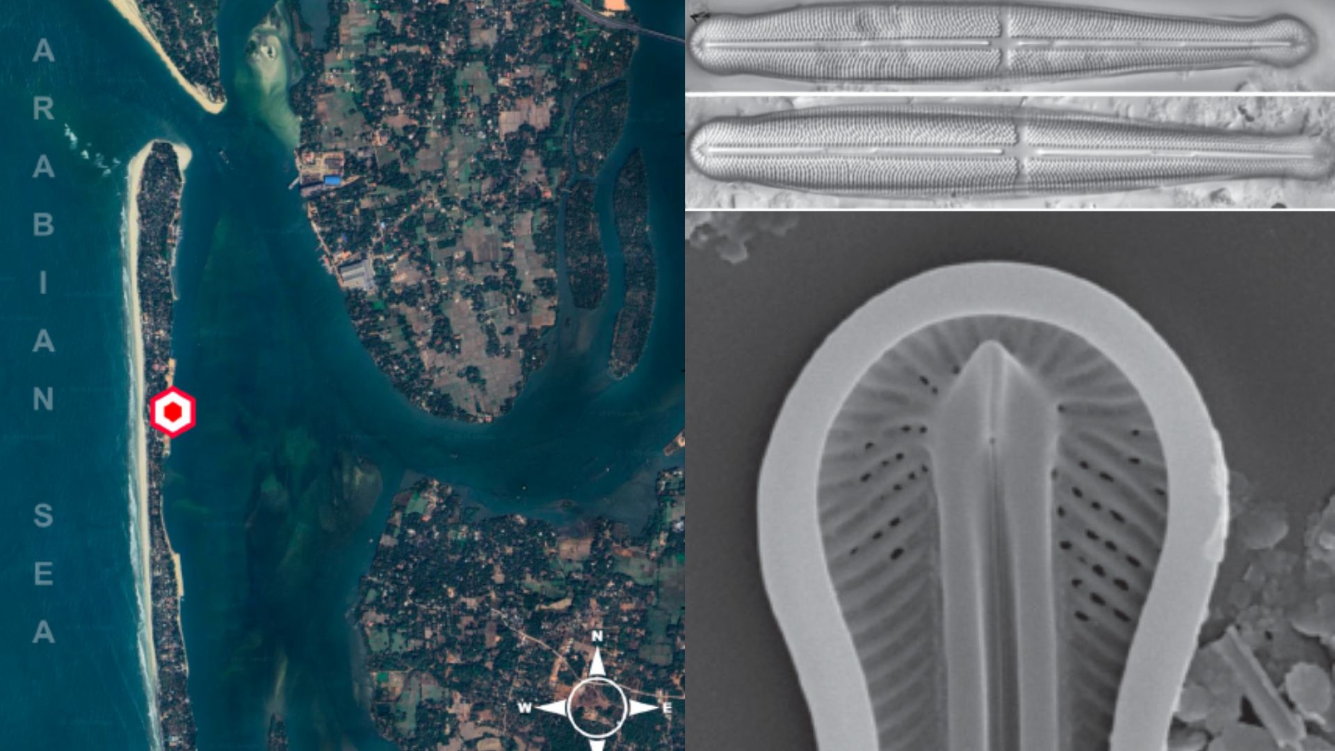 A New Diatom Species Discovered from India's West Coast in Karnataka