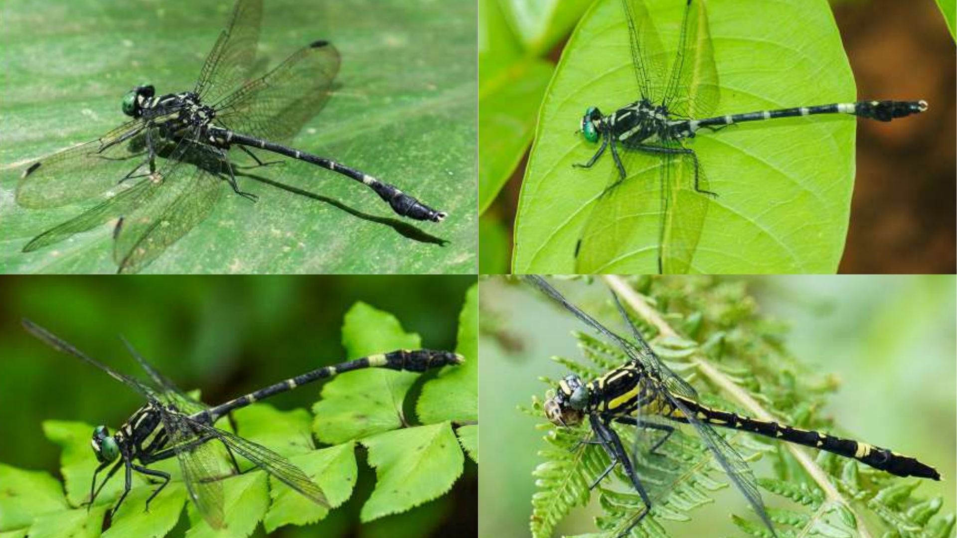 Two new Dragonflies discovered in the Western Ghats - From Kerala and Maharashtra.