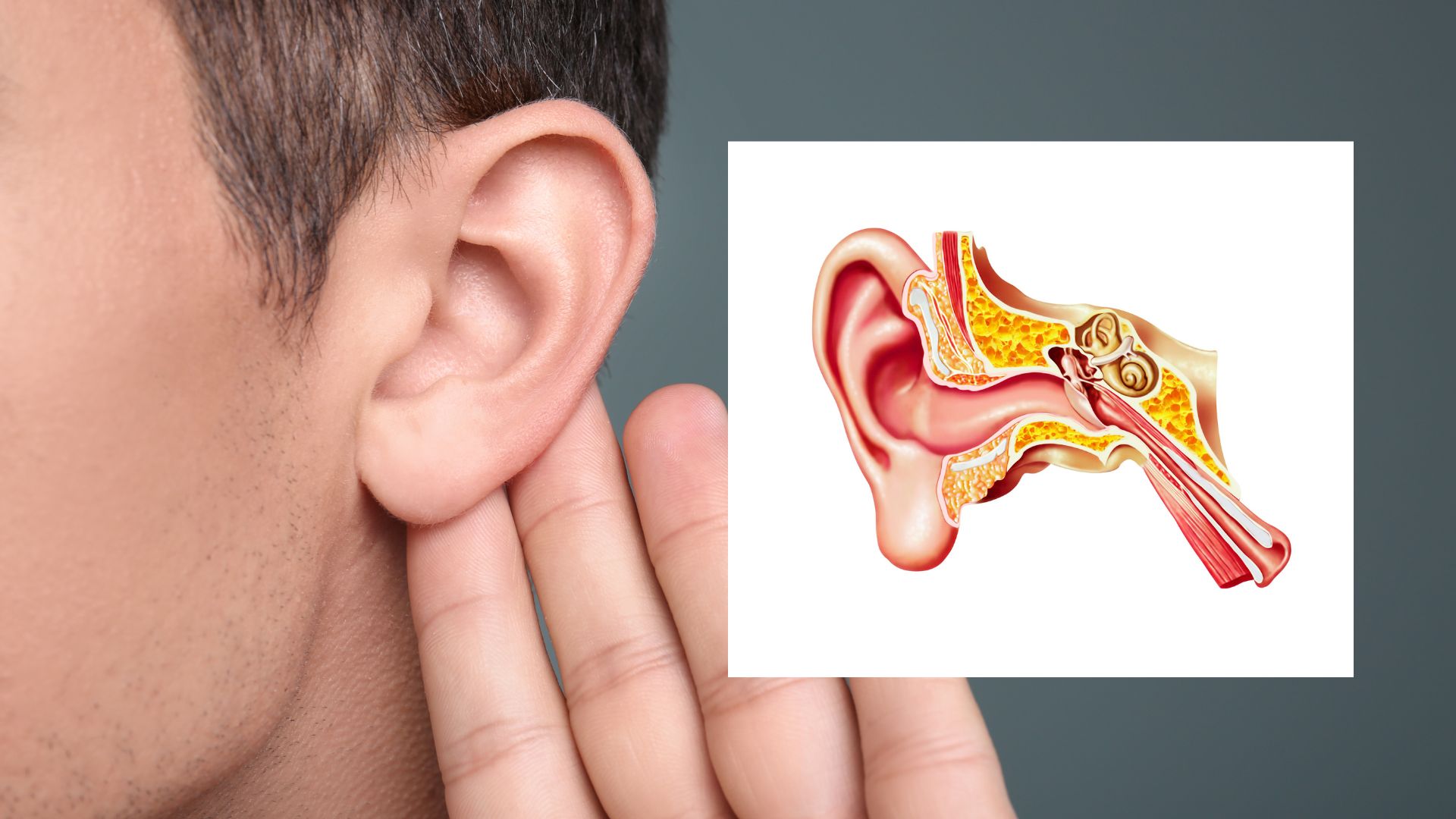 Tissues and cells organise with subtle mechanical forces for perfect hearing