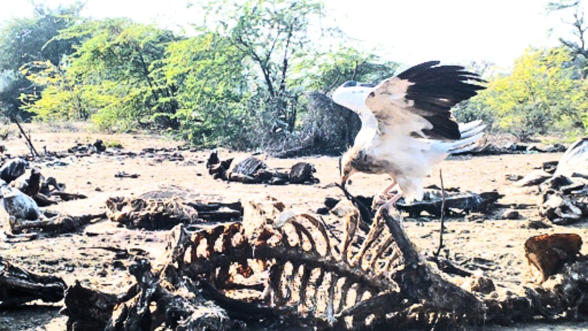 Feral Dogs are Adding to the Woes of India's Endangered Vultures